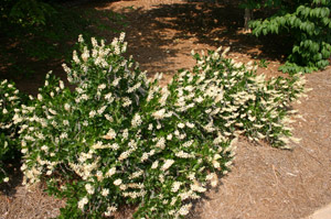 Summersweet Clethra, Sweet Pepperbush in landscape